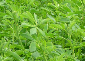 Alfalfa-Pflanze